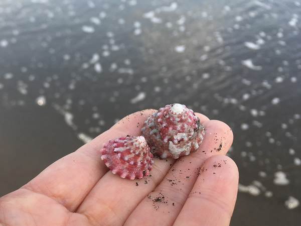 茅ヶ崎海岸の赤い巻貝